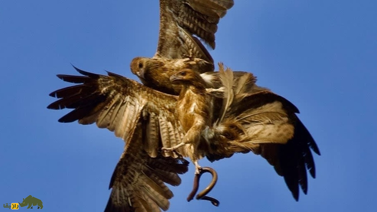 (ویدئو) نبرد ترسناک دو عقاب بر سر جنازه سلاخی شده روباه!