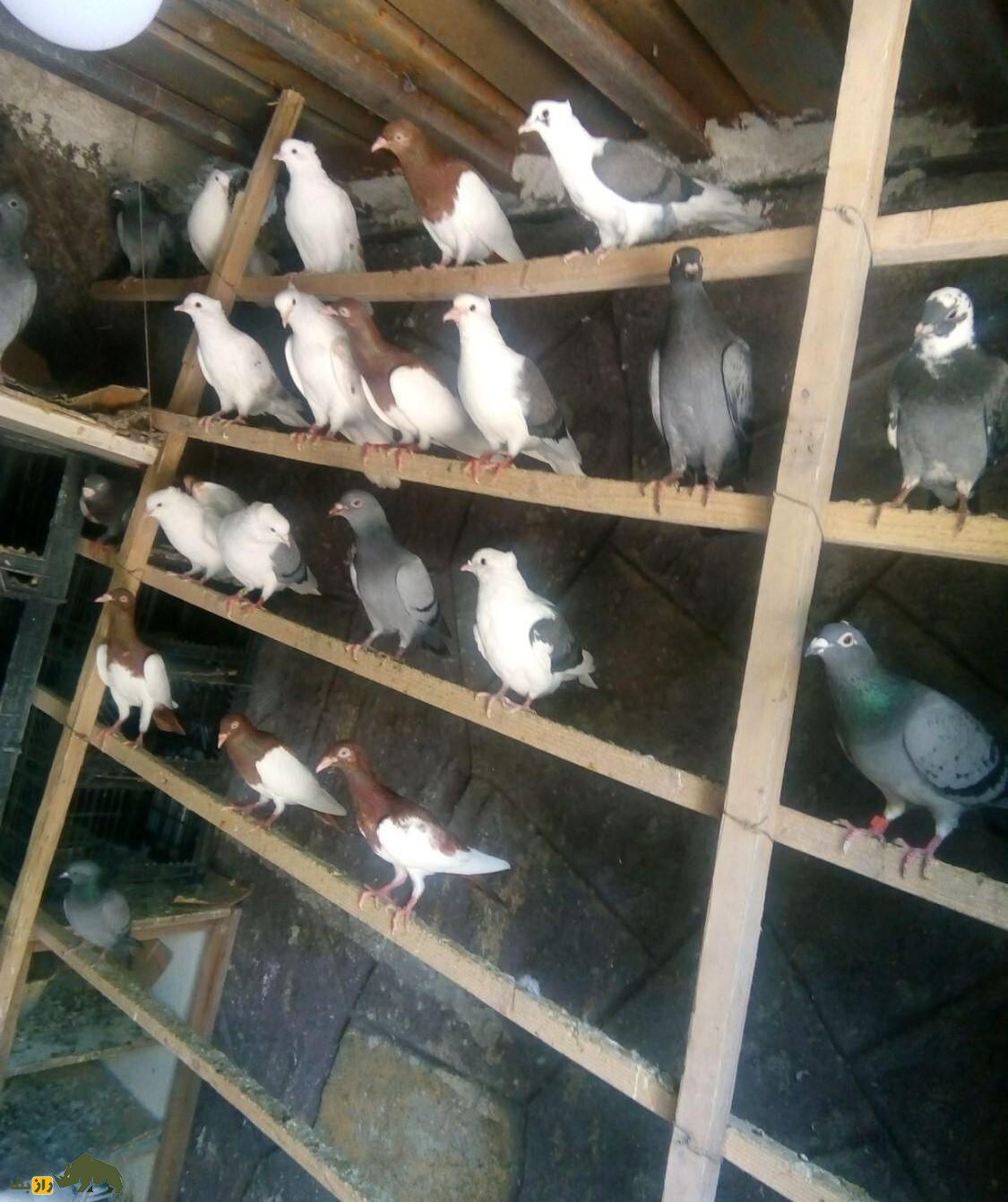 کبوتر یهودی: کبوتر مجارستانی چشم سفید و پا قرمز معروف به «سلطان چهارفصل» که در ایران بسیار محبوب است کبوتر یهودی