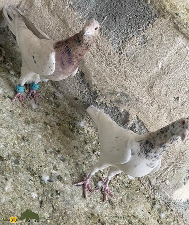 کبوتر یهودی: کبوتر مجارستانی چشم سفید و پا قرمز معروف به «سلطان چهارفصل» که در ایران بسیار محبوب است کبوتر یهودی