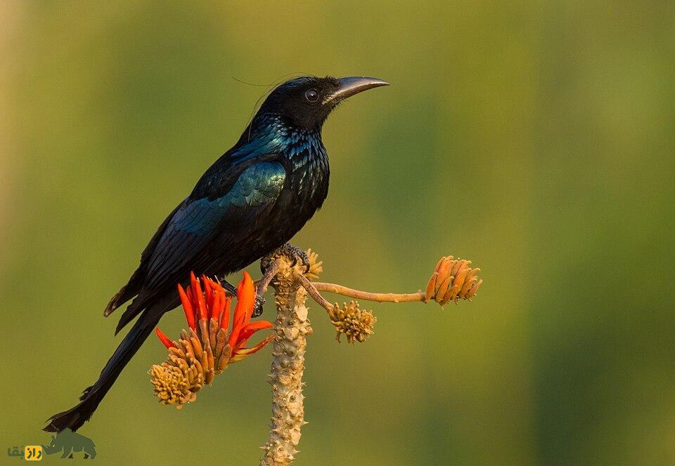 بوجانگای تاج‌مویی
