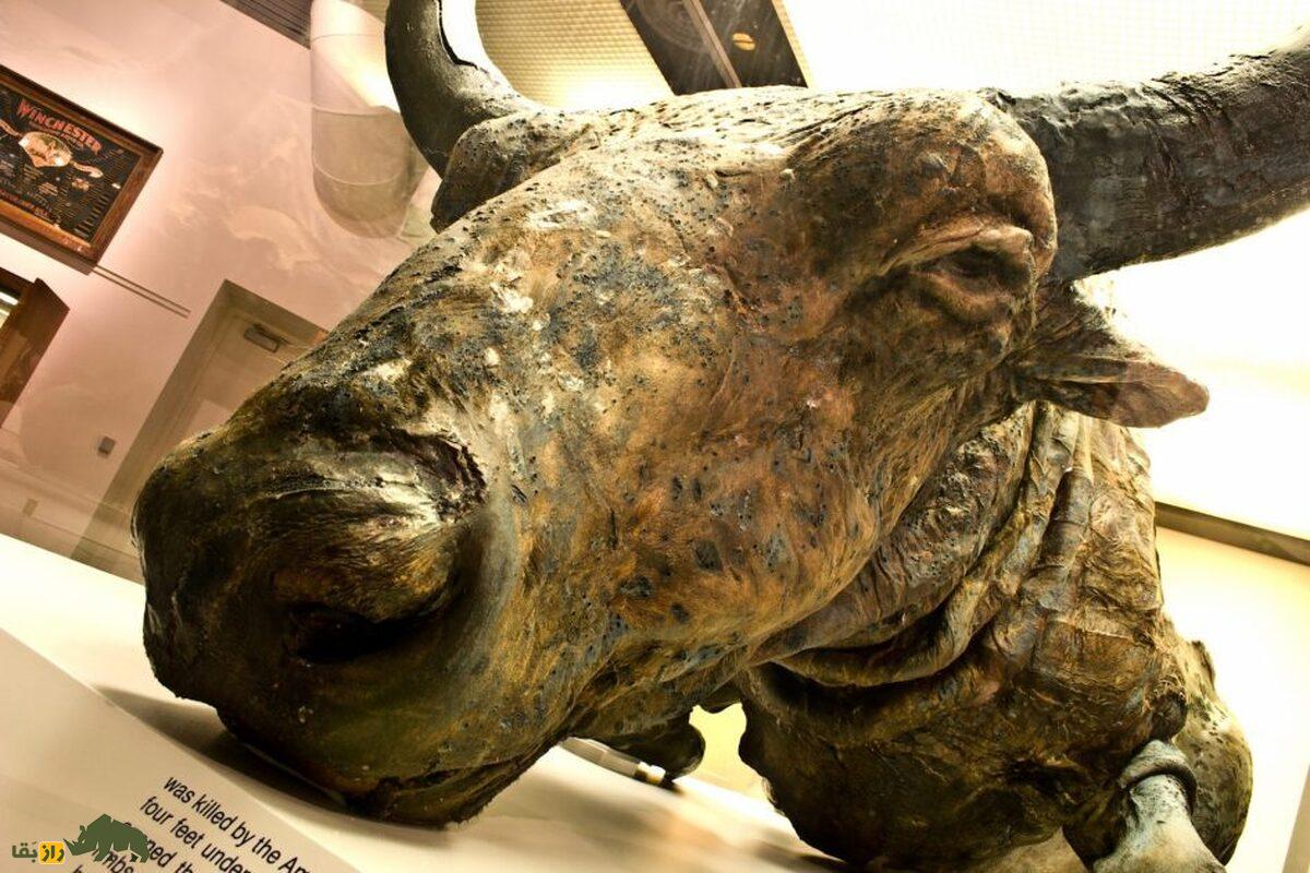 مزه گوشت ۳۶۰۰۰ ساله؛ کشف شگفت‌انگیز گاومیش ۳۶ هزارساله که کاشفان گوشت آن را پختند و خوردند!