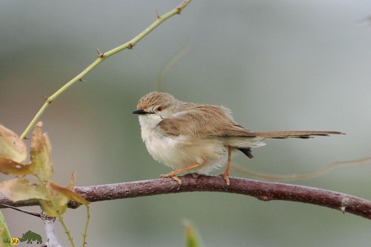سسک دلکش؛ پرنده‌ای کوچک با دم بلند و صدای خوش‌آهنگ که در تالاب‌ها و مزارع ایران زندگی می‌کند