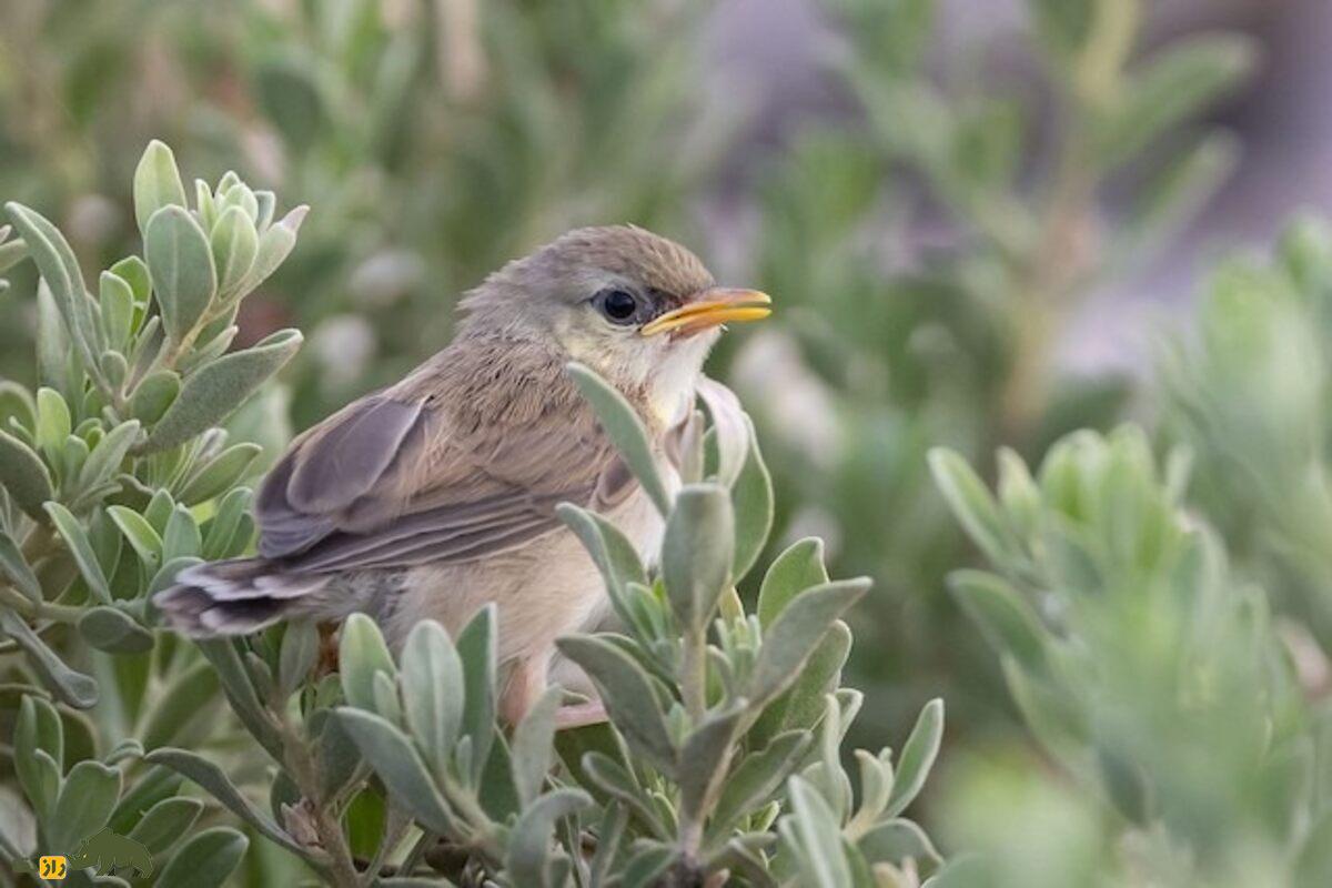 سسک دلکش؛ پرنده‌ای کوچک با دم بلند و صدای خوش‌آهنگ که در تالاب‌ها و مزارع ایران زندگی می‌کند