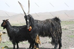 بز سیاه بختیاری؛ بز غولپیکر و قد بلندی که پادشاه گله است و اولین بز اهلی شده جهان است
