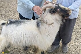 جفتگیری بز بختیاری با بز کوهی؛ دامدار ایذهای که راز افزایش شیر، چندقلو زایی و شجاعت بزها را کشف کرد