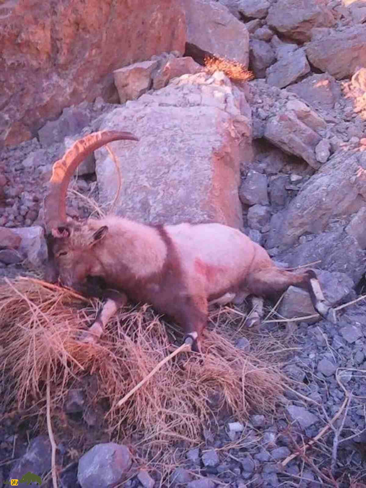 آداب شکار در فرهنگ بختیاری: ارتباطی اخلاقمدار با بز کوهی و حیاتوحش آداب شکار در فرهنگ بختیاری: ارتباطی اخلاقمدار با بز کوهی و حیاتوحش