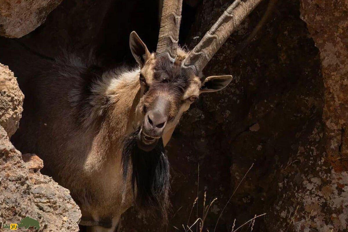 آداب شکار در فرهنگ بختیاری: ارتباطی اخلاقمدار با بز کوهی و حیاتوحش آداب شکار در فرهنگ بختیاری: ارتباطی اخلاقمدار با بز کوهی و حیاتوحش