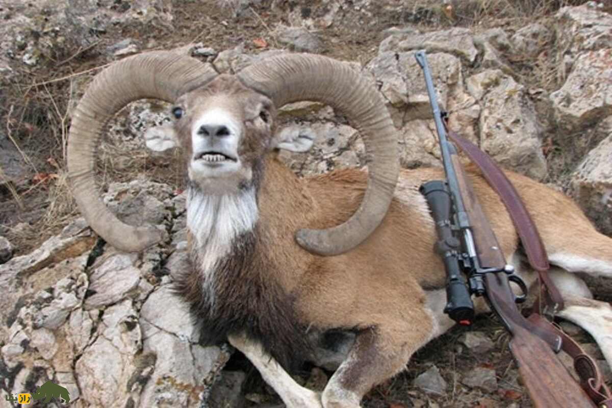 آداب شکار در فرهنگ بختیاری: ارتباطی اخلاقمدار با بز کوهی و حیاتوحش آداب شکار در فرهنگ بختیاری: ارتباطی اخلاقمدار با بز کوهی و حیاتوحش