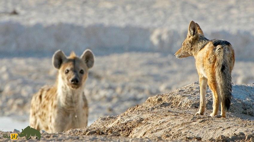 شغال و کفتار دقیقا چه تفاوتهایی با هم دارند؟ شغال و کفتار