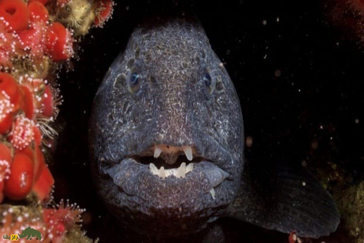 مارماهی گرگی؛ ماهی بلند و مارمانند با دندانهای قدرتمند که در صخرههای اقیانوس آرام زندگی میکند مارماهی گرگی؛ ماهی بلند و مارمانند با دندانهای قدرتمند که در صخرههای اقیانوس آرام زندگی میکند