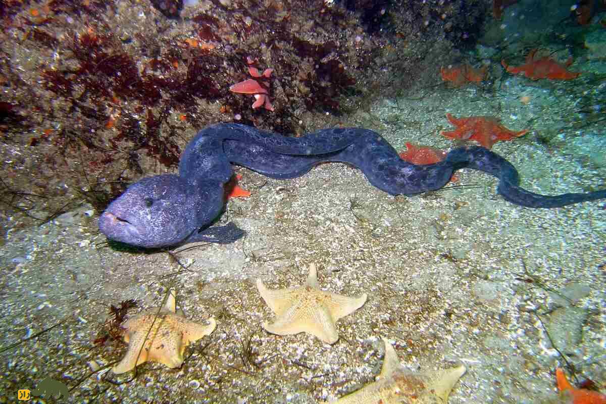 مارماهی گرگی؛ ماهی بلند و مارمانند با دندانهای قدرتمند که در صخرههای اقیانوس آرام زندگی میکند مارماهی گرگی؛ ماهی بلند و مارمانند با دندانهای قدرتمند که در صخرههای اقیانوس آرام زندگی میکند