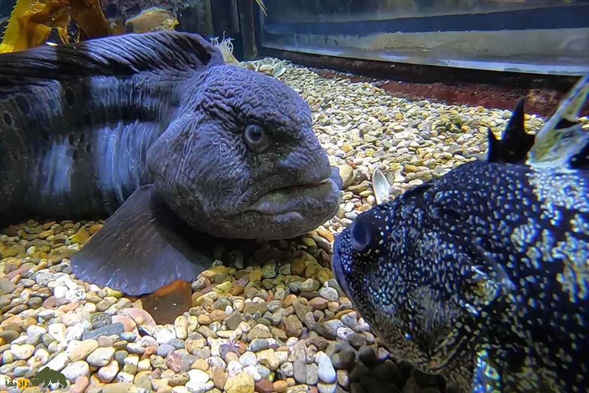 مارماهی گرگی؛ ماهی بلند و مارمانند با دندانهای قدرتمند که در صخرههای اقیانوس آرام زندگی میکند مارماهی گرگی؛ ماهی بلند و مارمانند با دندانهای قدرتمند که در صخرههای اقیانوس آرام زندگی میکند