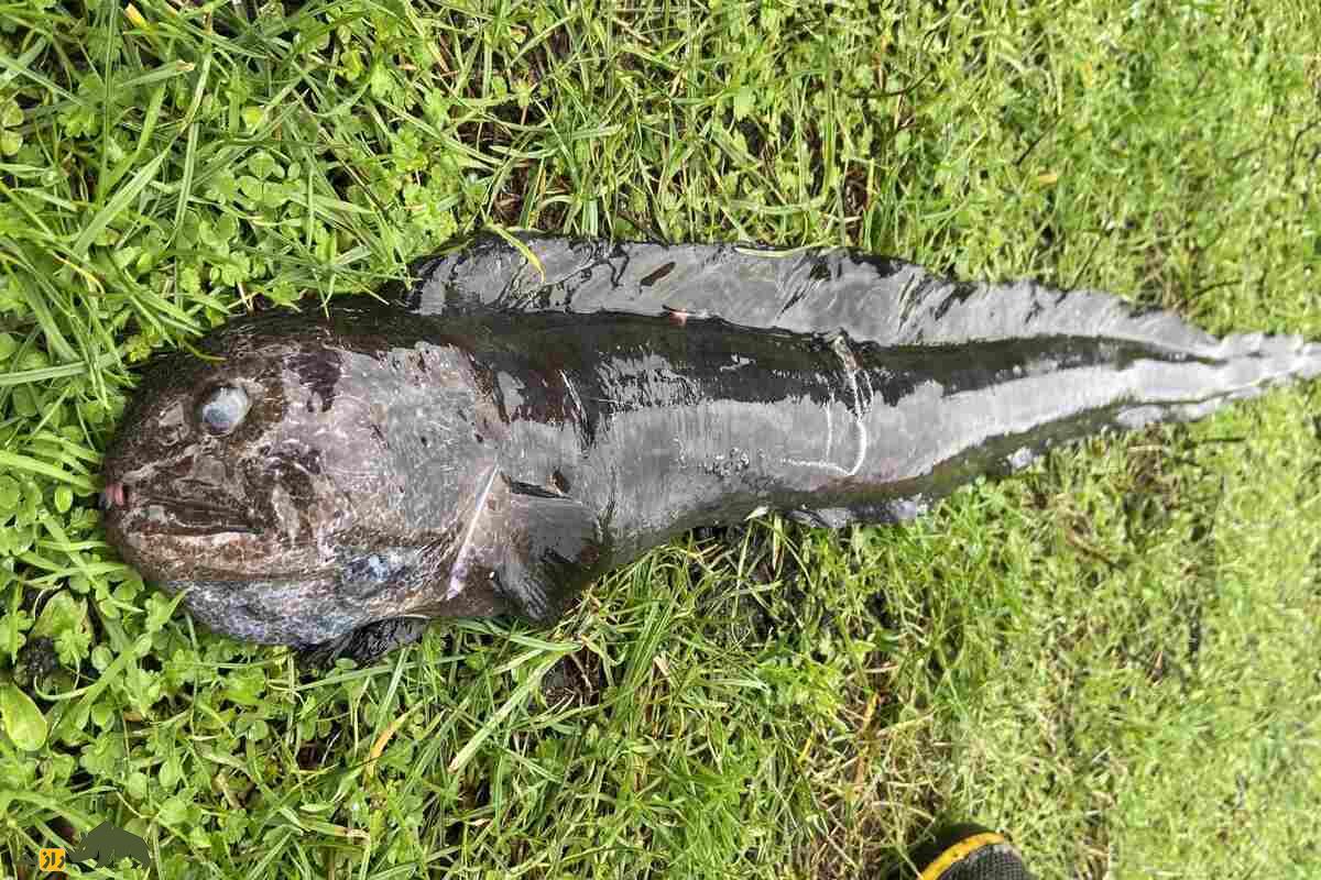 مارماهی گرگی؛ ماهی بلند و مارمانند با دندانهای قدرتمند که در صخرههای اقیانوس آرام زندگی میکند مارماهی گرگی؛ ماهی بلند و مارمانند با دندانهای قدرتمند که در صخرههای اقیانوس آرام زندگی میکند