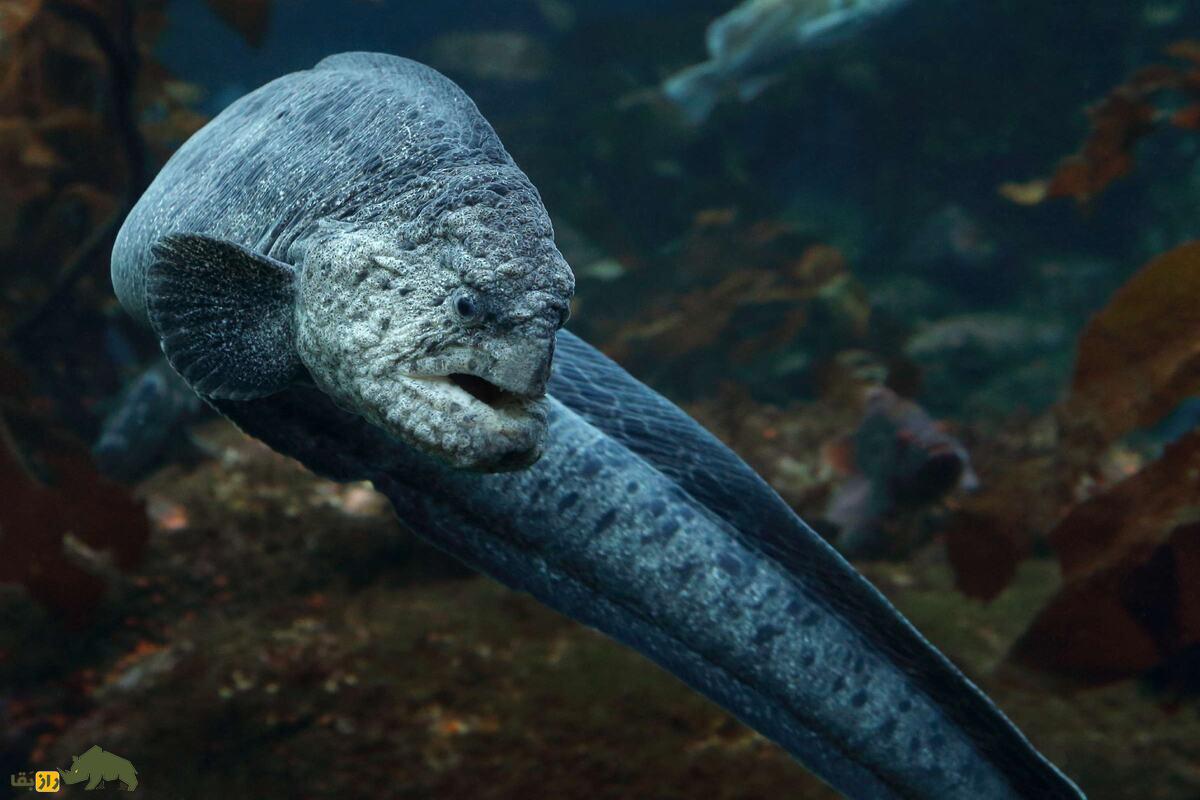 مارماهی گرگی؛ ماهی بلند و مارمانند با دندانهای قدرتمند که در صخرههای اقیانوس آرام زندگی میکند مارماهی گرگی؛ ماهی بلند و مارمانند با دندانهای قدرتمند که در صخرههای اقیانوس آرام زندگی میکند