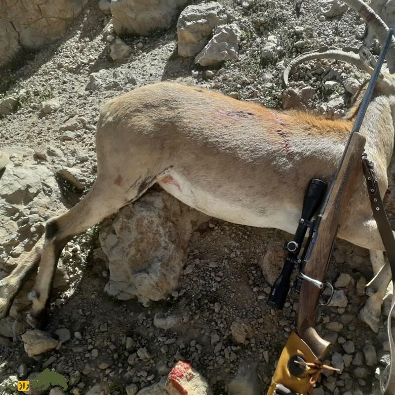 آداب شکار در فرهنگ بختیاری؛ بختیاریها چرا شکار میکردند و چه قوانینی برای شکار داشتند؟ آداب شکار در فرهنگ بختیاری؛ بختیاریها چرا شکار میکردند و چه قوانینی برای شکار داشتند؟