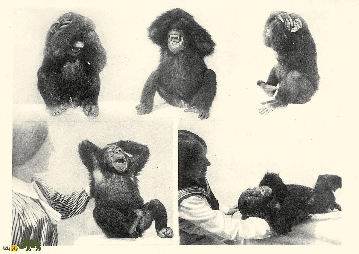 پاسخ عجیب بدن انسان به قلقک؛ چرا قلقلک باعث خنده میشود؟ پاسخ عجیب بدن انسان به قلقک؛ چرا قلقلک باعث خنده میشود؟