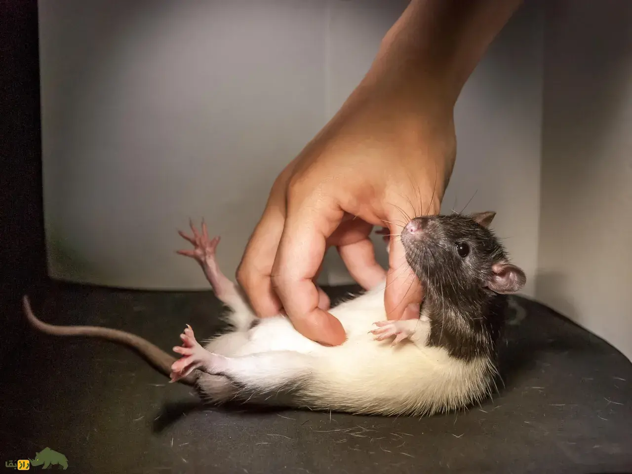 پاسخ عجیب بدن انسان به قلقک؛ چرا قلقلک باعث خنده میشود؟ پاسخ عجیب بدن انسان به قلقک؛ چرا قلقلک باعث خنده میشود؟