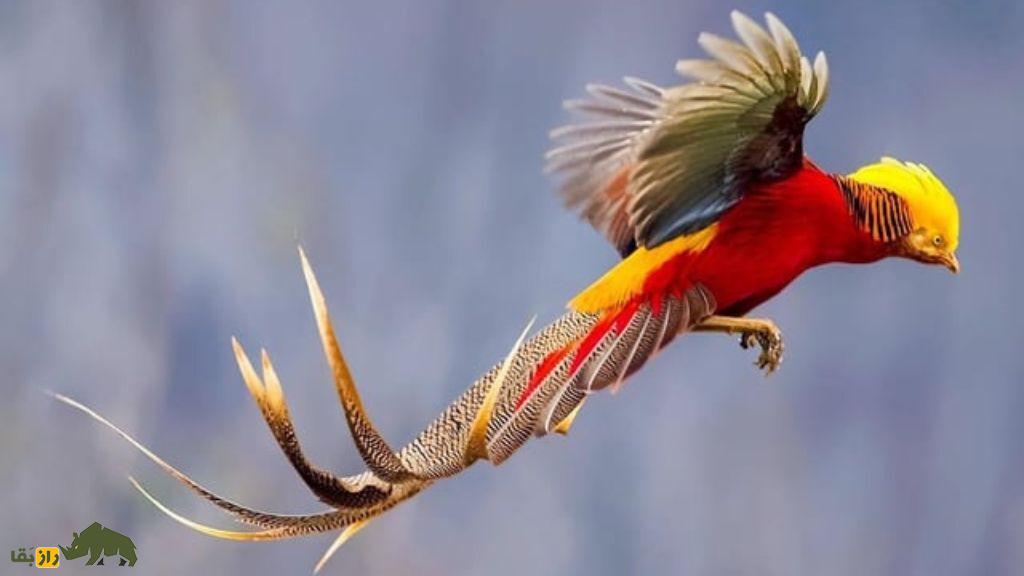 قرقاول طلایی؛ زیباترین پرنده دنیا که به ققنوس چین معروف است و میشود درخانه پرورش داد قرقاول طلایی؛ زیباترین پرنده دنیا که به ققنوس چین معروف است و میشود درخانه پرورش داد