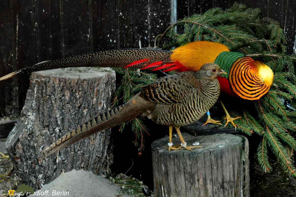 قرقاول طلایی؛ زیباترین پرنده دنیا که به ققنوس چین معروف است و میشود درخانه پرورش داد قرقاول طلایی؛ زیباترین پرنده دنیا که به ققنوس چین معروف است و میشود درخانه پرورش داد