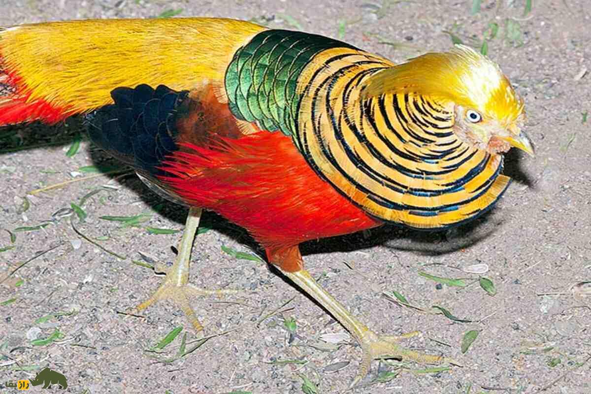 قرقاول طلایی؛ زیباترین پرنده دنیا که به ققنوس چین معروف است و میشود درخانه پرورش داد قرقاول طلایی؛ زیباترین پرنده دنیا که به ققنوس چین معروف است و میشود درخانه پرورش داد