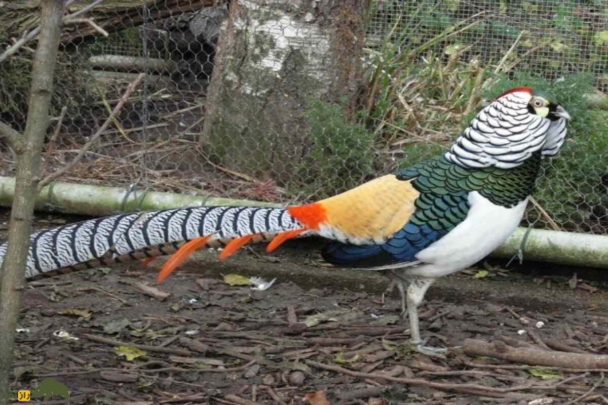 قرقاول طلایی؛ زیباترین پرنده دنیا که به ققنوس چین معروف است و میشود درخانه پرورش داد قرقاول طلایی؛ زیباترین پرنده دنیا که به ققنوس چین معروف است و میشود درخانه پرورش داد