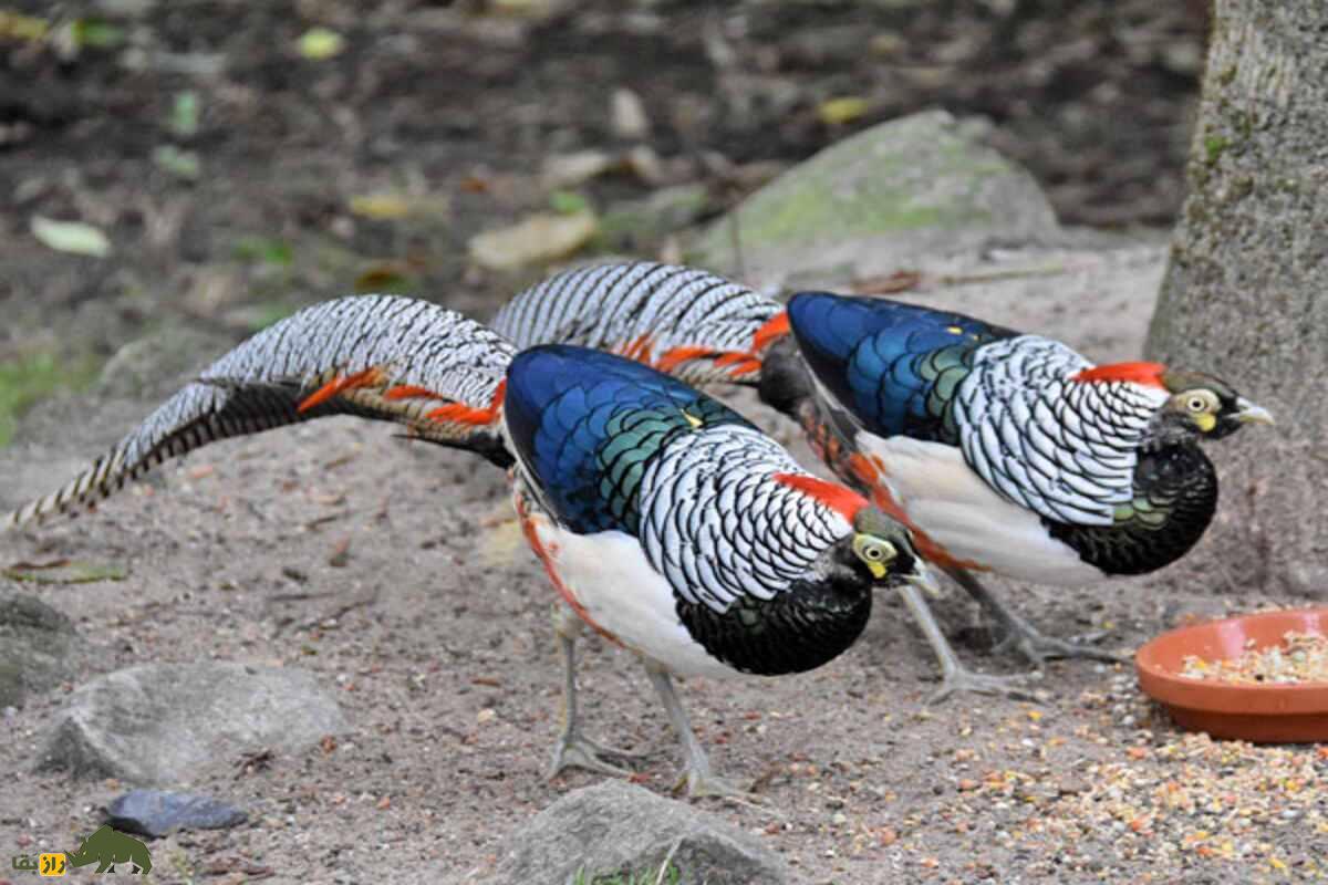قرقاول طلایی؛ زیباترین پرنده دنیا که به ققنوس چین معروف است و میشود درخانه پرورش داد قرقاول طلایی؛ زیباترین پرنده دنیا که به ققنوس چین معروف است و میشود درخانه پرورش داد