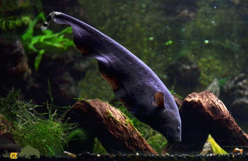 ماهی چاقوی شبح سیاه