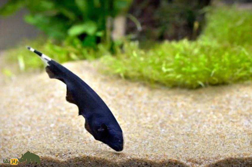 ماهی چاقوی شبح سیاه