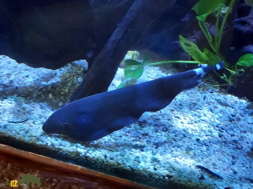 ماهی چاقوی شبح سیاه