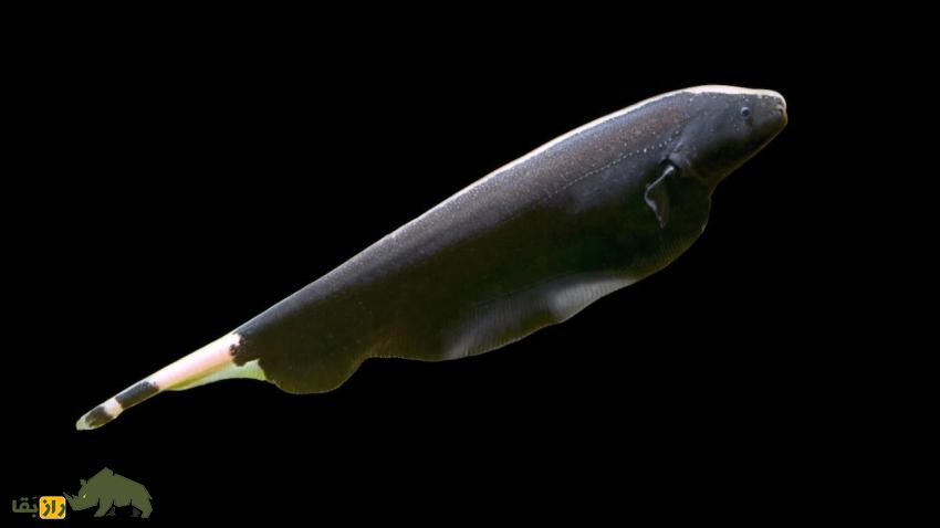 ماهی چاقوی شبح سیاه