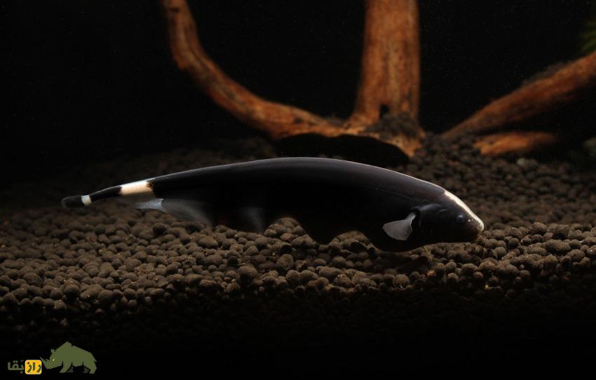 ماهی چاقوی شبح سیاه