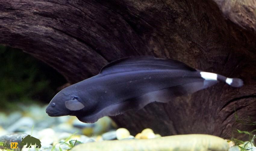 ماهی چاقوی شبح سیاه