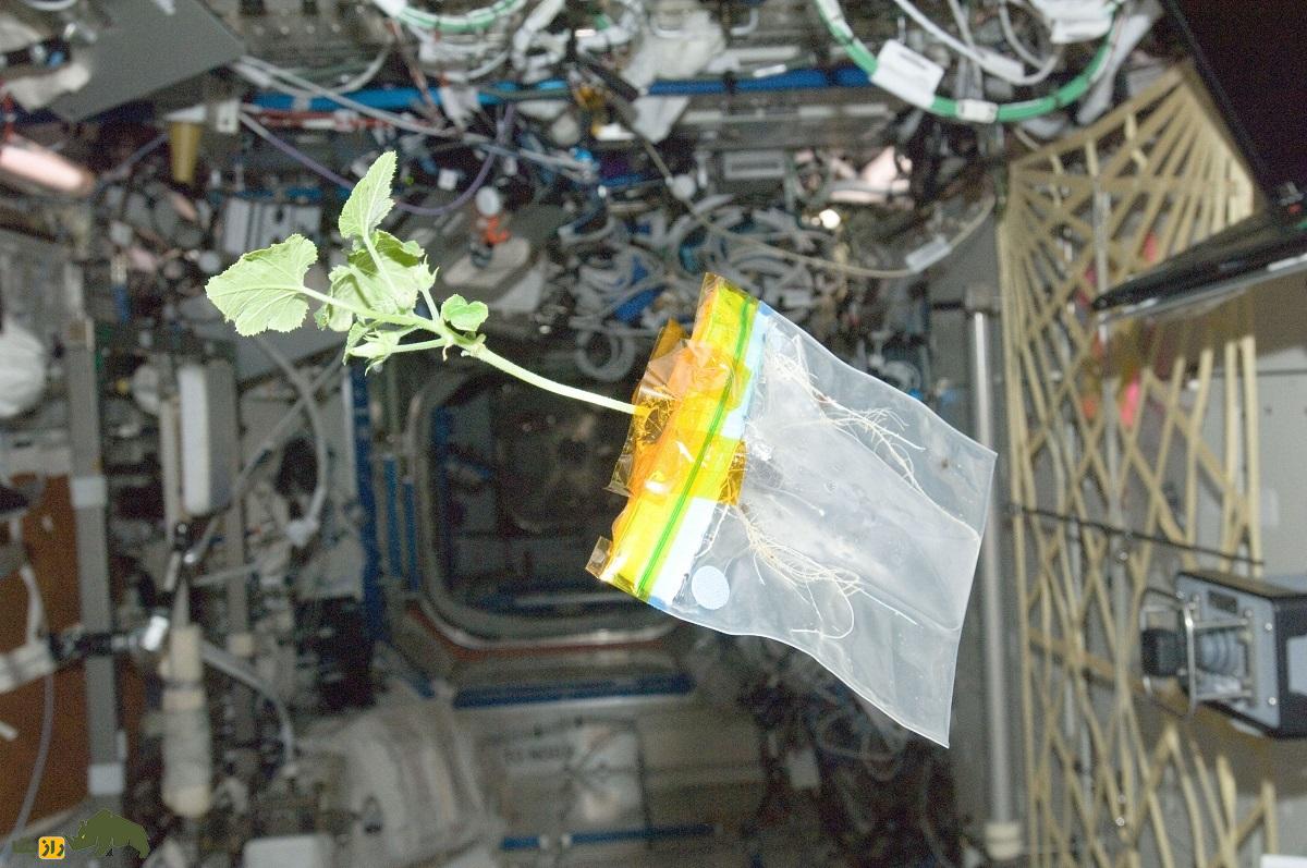 اگر جاذبه زمین از بین برود گیاهان چطور رشد می‌کنند؟