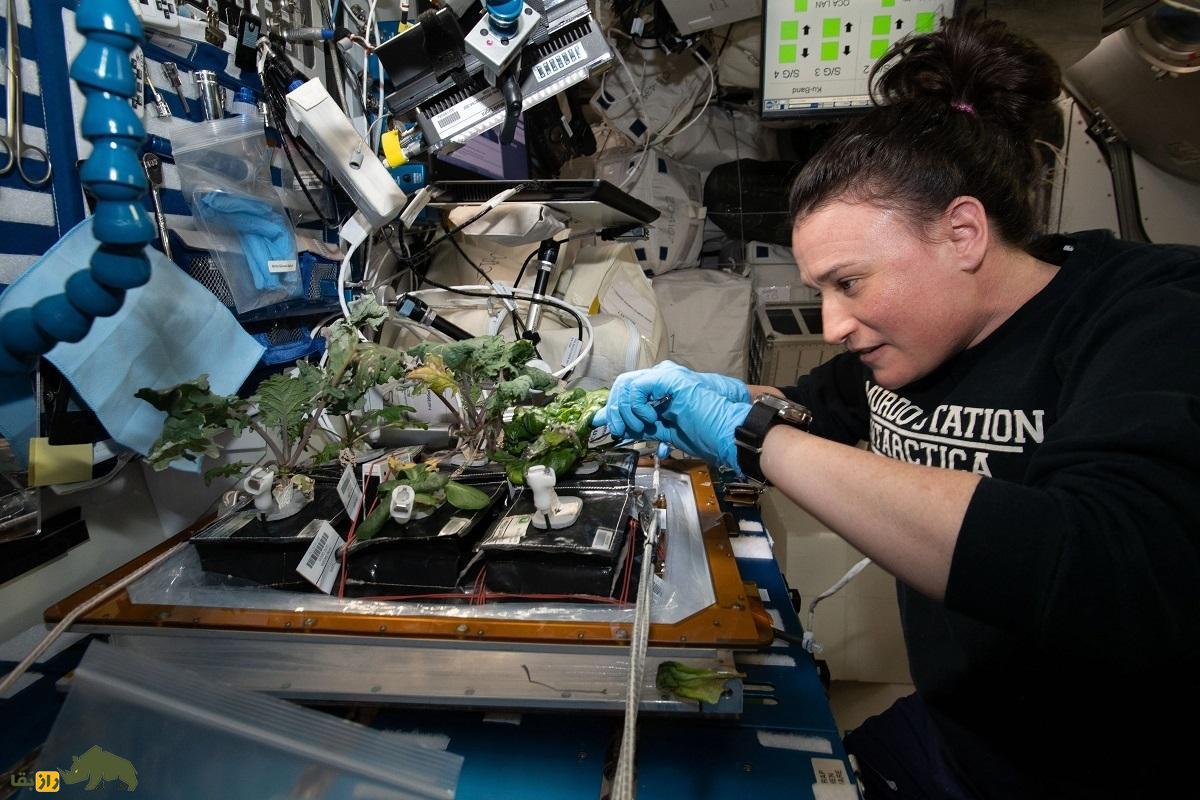 اگر جاذبه زمین از بین برود گیاهان چطور رشد می‌کنند؟