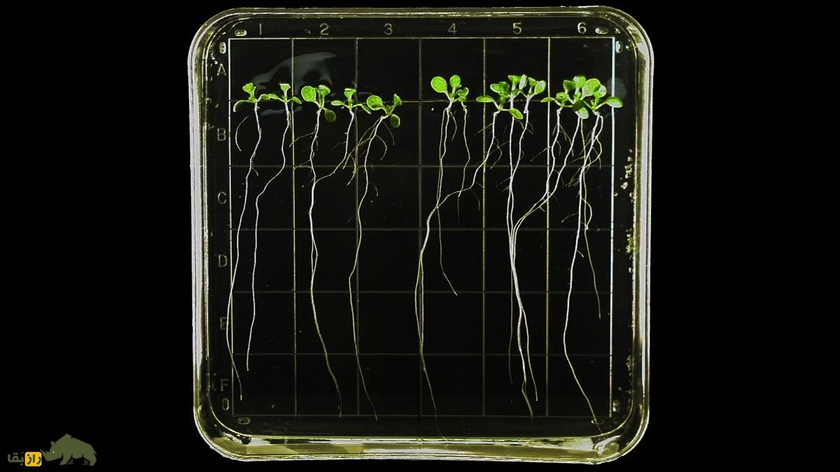 اگر جاذبه زمین از بین برود گیاهان چطور رشد می‌کنند؟