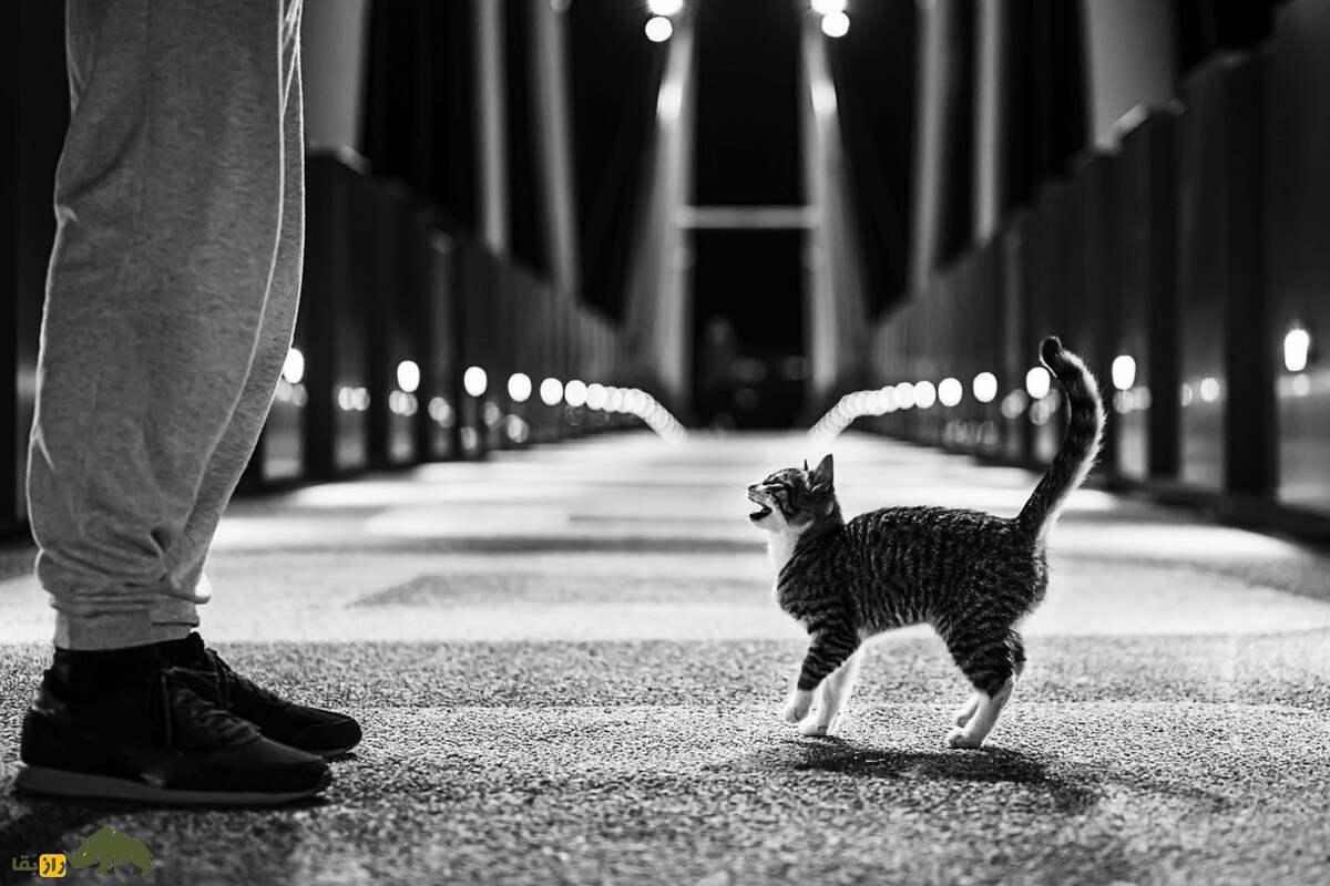 Acoustic Kitty؛ پروژه فوق سری CIA برای جاسوسی با گربه‌های شنودچی که شکست بزرگ جنگ سرد شد