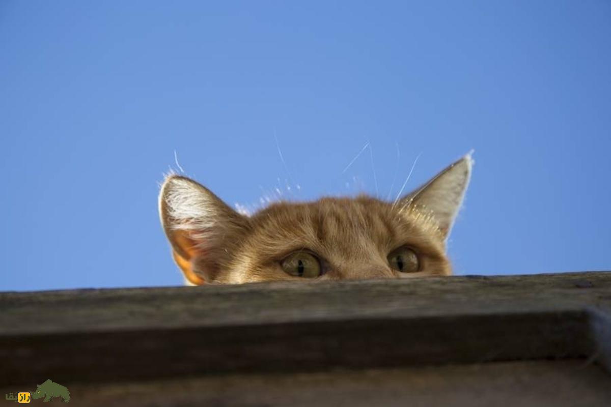 Acoustic Kitty؛ پروژه فوق سری CIA برای جاسوسی با گربه‌های شنودچی که شکست بزرگ جنگ سرد شد