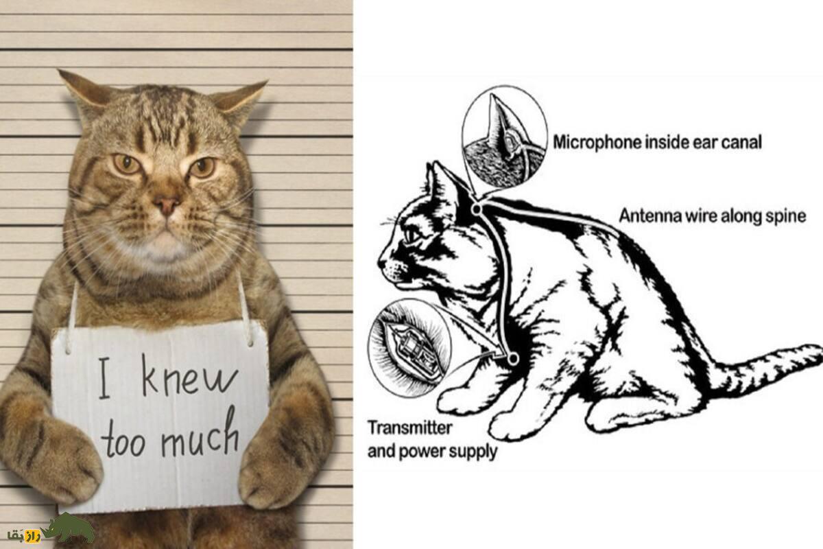 Acoustic Kitty؛ پروژه فوق سری CIA برای جاسوسی با گربه‌های شنودچی که شکست بزرگ جنگ سرد شد