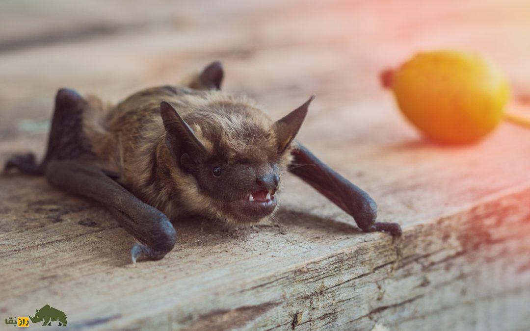 یک ویروس جدید در خفاش‌ها شناسایی شد