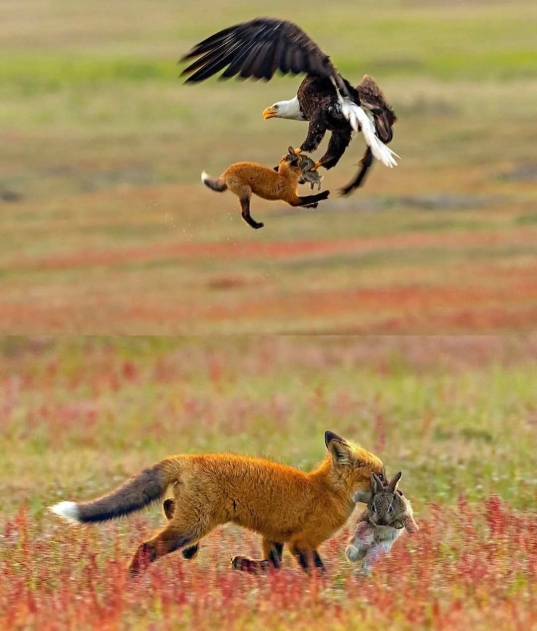 تصاویر | عقاب روباه و شکارش را با هم از زمین بلند کرد!