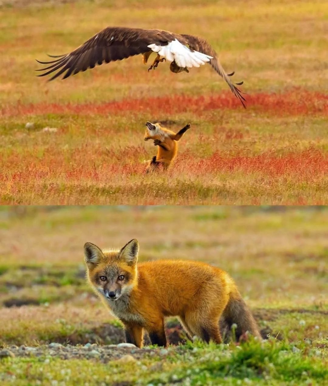 تصاویر | عقاب روباه و شکارش را با هم از زمین بلند کرد!