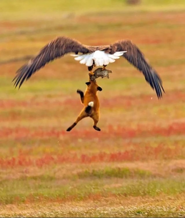 تصاویر | عقاب روباه و شکارش را با هم از زمین بلند کرد!