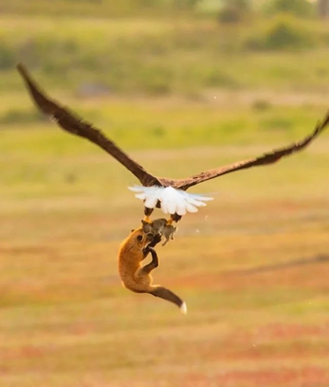 تصاویر | عقاب روباه و شکارش را با هم از زمین بلند کرد!