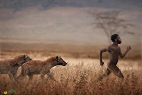 فیلمی از نبرد تماشایی انسان اولیه با کفتار برای بقا در دو میلیون سال پیش!