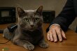 Acoustic Kitty؛ پروژه فوق سری سیا برای جاسوسی با گربهها که شکست بزرگ جنگ سرد شد