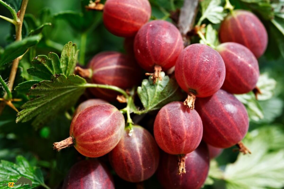 گوزبری؛ میوه‌ای گرد و پرزدار که در طب سنتی هند «آملا» نام دارد و برای تقویت پوست و مو عالی‌ست