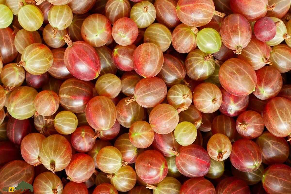 گوزبری؛ میوهای گرد و پرزدار که در طب سنتی هند «آملا» نام دارد و برای تقویت پوست و مو عالیست گوزبری؛ میوهای گرد و پرزدار که در طب سنتی هند «آملا» نام دارد و برای تقویت پوست و مو عالیست