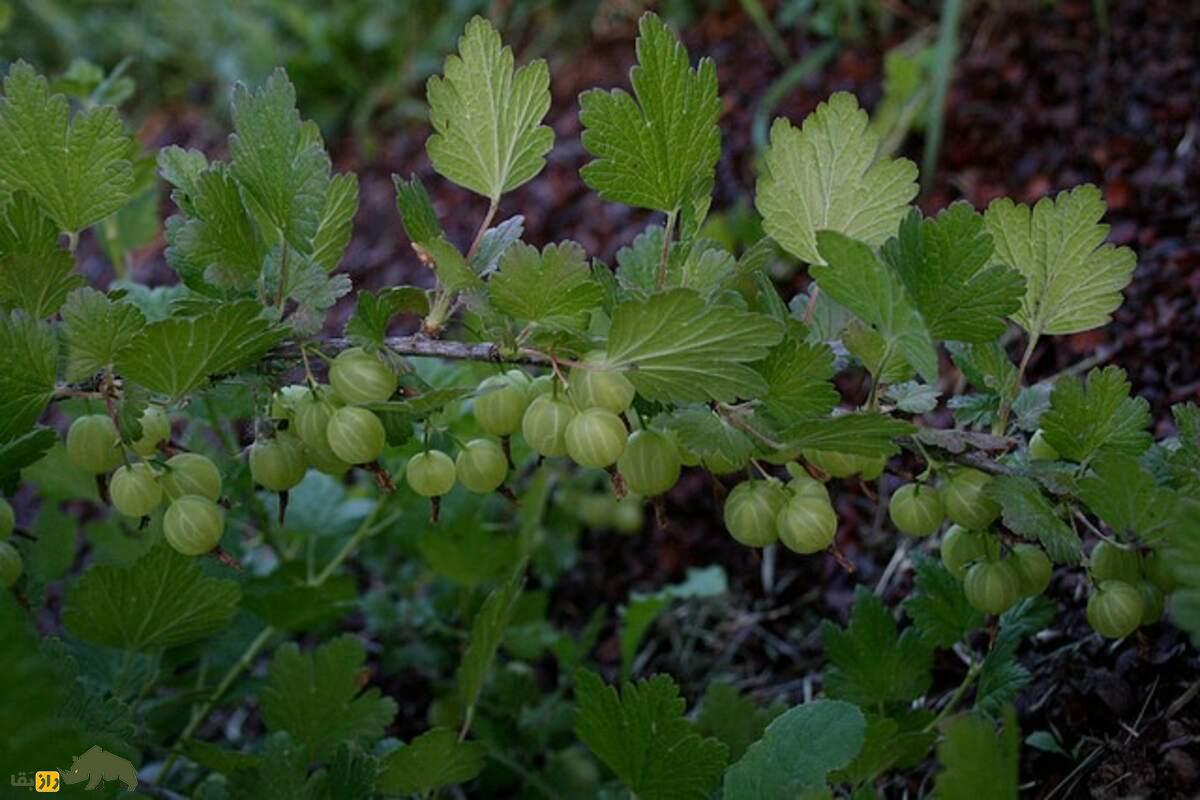 گوزبری؛ میوهای گرد و پرزدار که در طب سنتی هند «آملا» نام دارد و برای تقویت پوست و مو عالیست گوزبری؛ میوهای گرد و پرزدار که در طب سنتی هند «آملا» نام دارد و برای تقویت پوست و مو عالیست