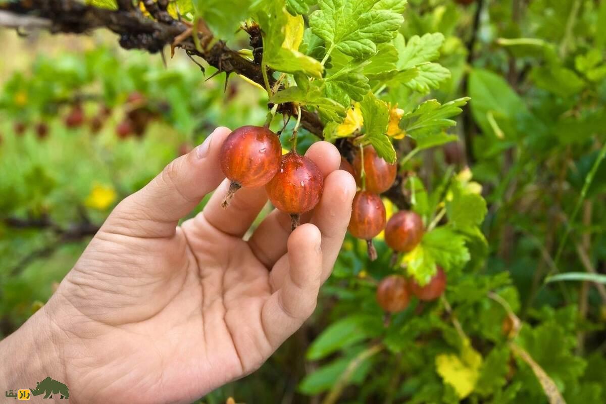 گوزبری؛ میوهای گرد و پرزدار که در طب سنتی هند «آملا» نام دارد و برای تقویت پوست و مو عالیست گوزبری؛ میوهای گرد و پرزدار که در طب سنتی هند «آملا» نام دارد و برای تقویت پوست و مو عالیست