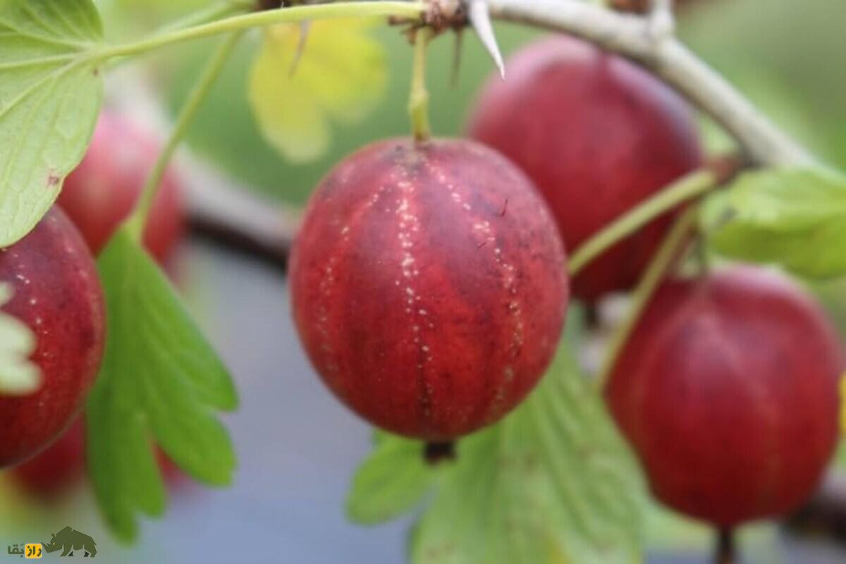 گوزبری؛ میوهای گرد و پرزدار که در طب سنتی هند «آملا» نام دارد و برای تقویت پوست و مو عالیست گوزبری؛ میوهای گرد و پرزدار که در طب سنتی هند «آملا» نام دارد و برای تقویت پوست و مو عالیست